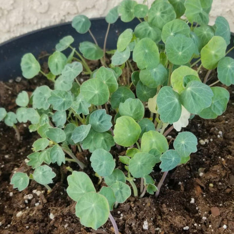 Seed Needs direct-from-growers seeds support reliable germination.