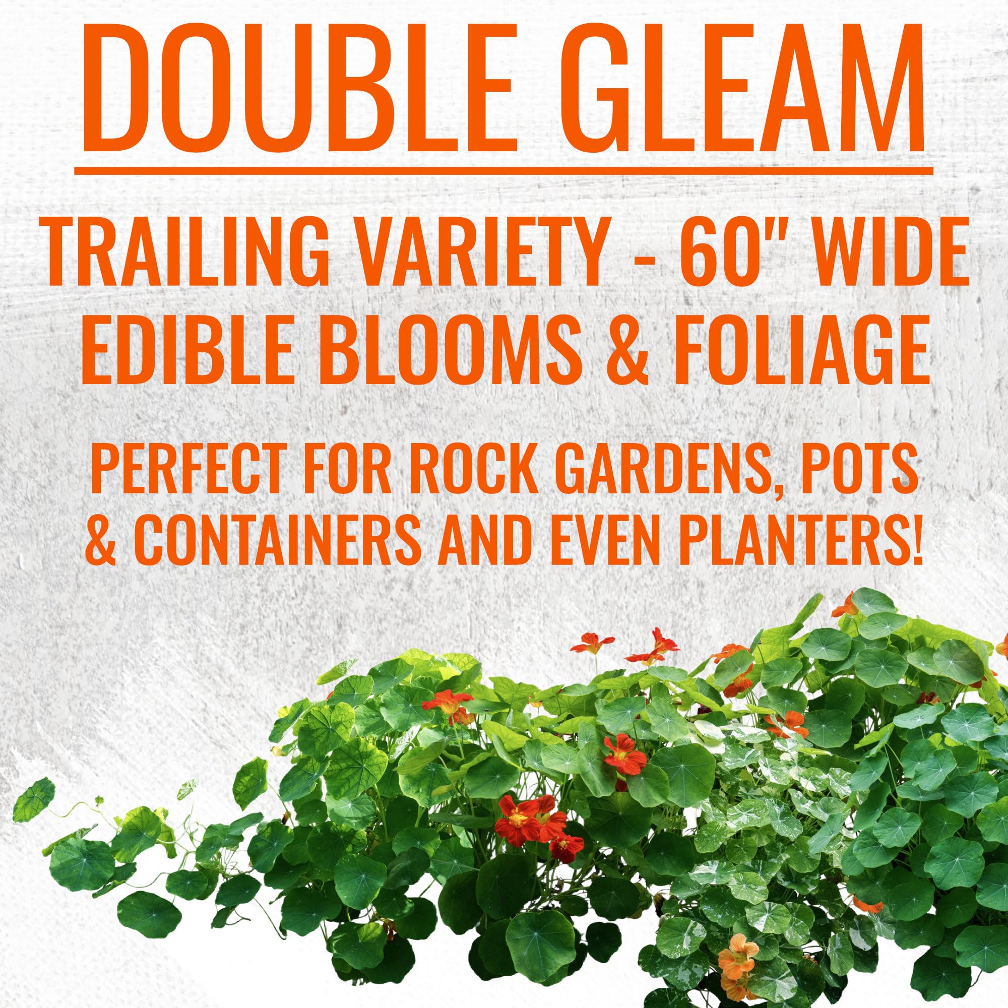 Seed Needs nasturtiums help with pest-repellent companion planting strategies