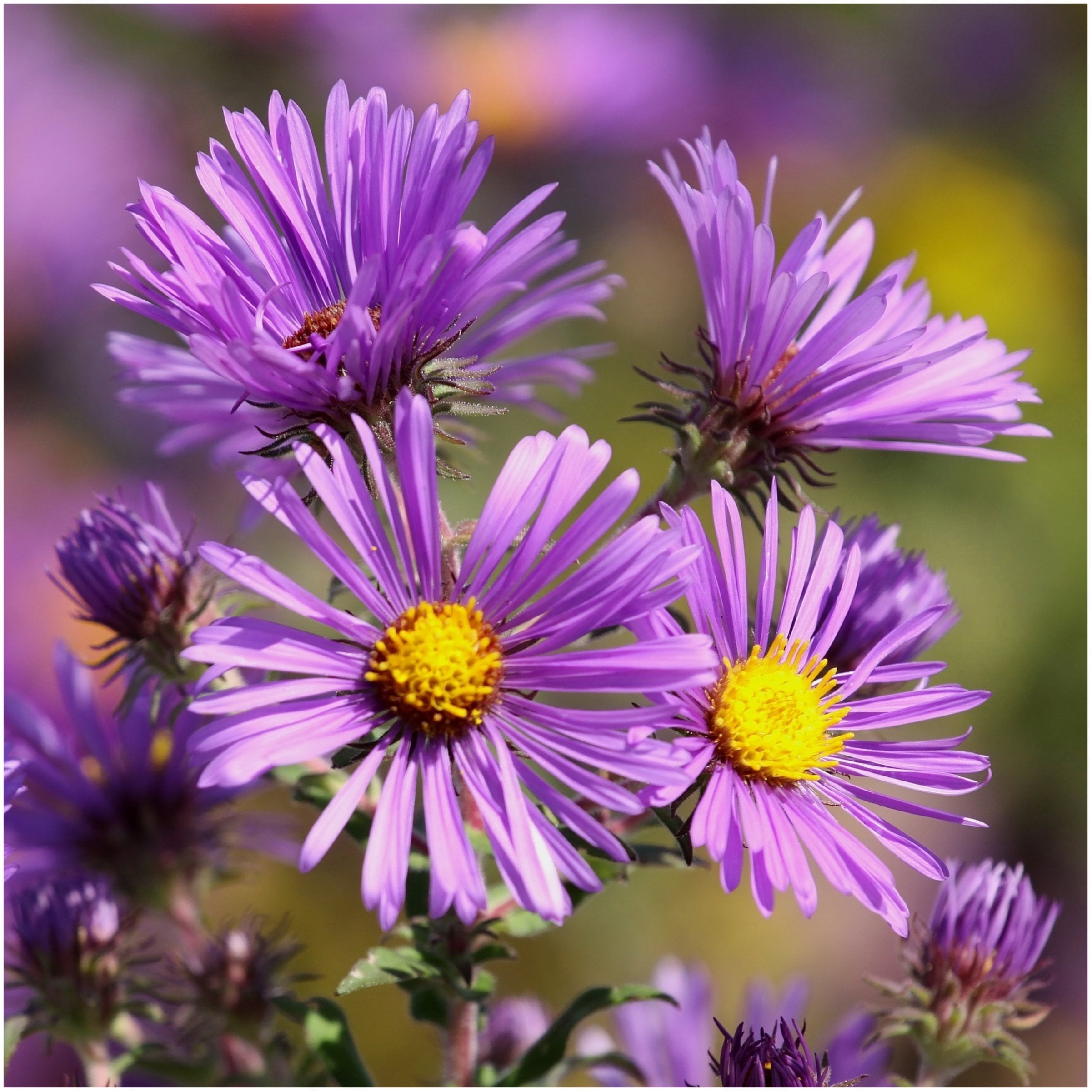 Seed Needs New England Aster stems reach 3-6 feet for garden drama.