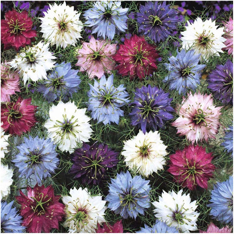 Seed Needs Nigella Jewels seeds pack showing heirloom variety for vibrant blooms