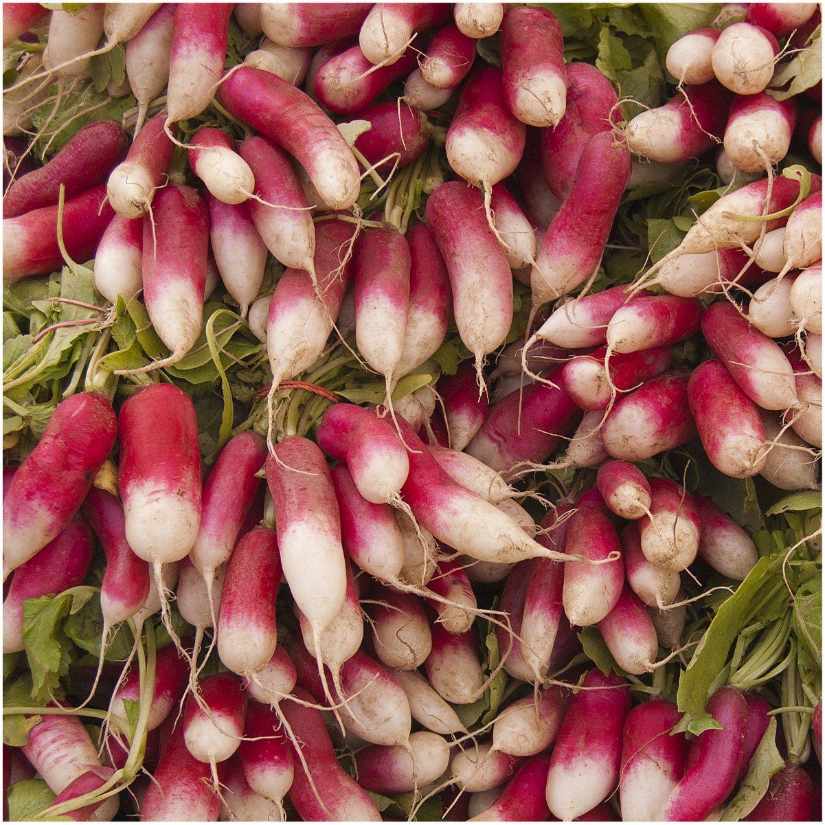 Seed Needs non-GMO untreated radish seeds for safe home gardening.