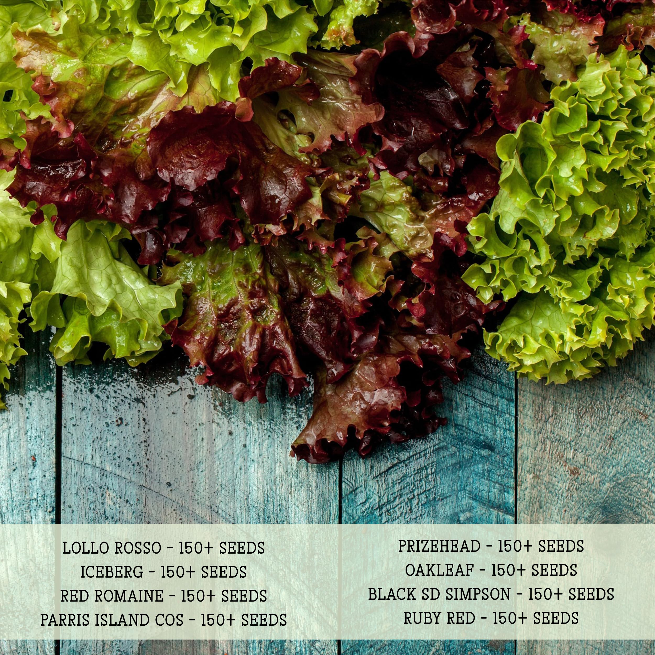 Seed Needs Oakleaf seeds – frilly texture perfect for crunchy salads.