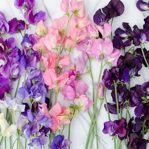 Seed Needs Old Spice Sweet Pea climbing vine on a trellis for vertical color