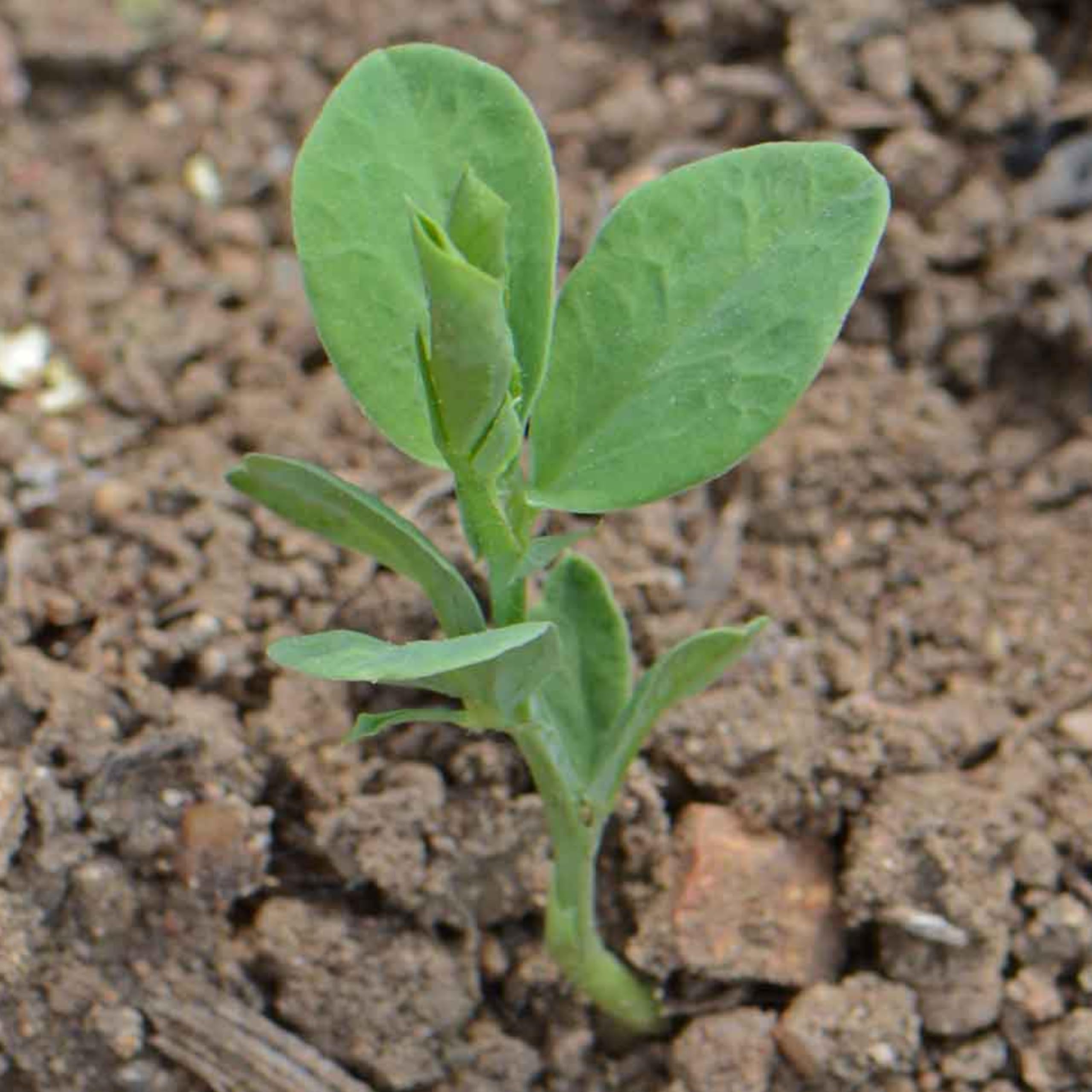 Seed Needs Old Spice Sweet Pea garden sowing ideas with multicolor blooms
