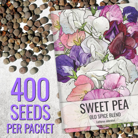 Seed Needs Old Spice Sweet Pea mixed colors blooms array in garden