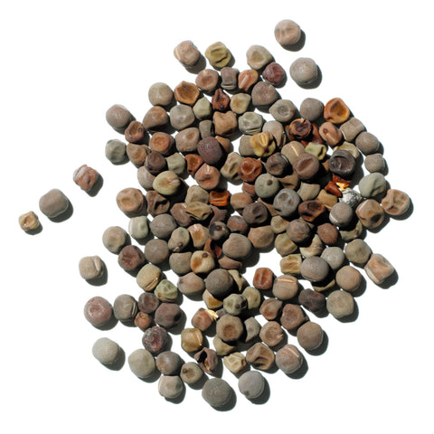 Seed Needs Old Spice Sweet Pea trellis growth for vertical accents