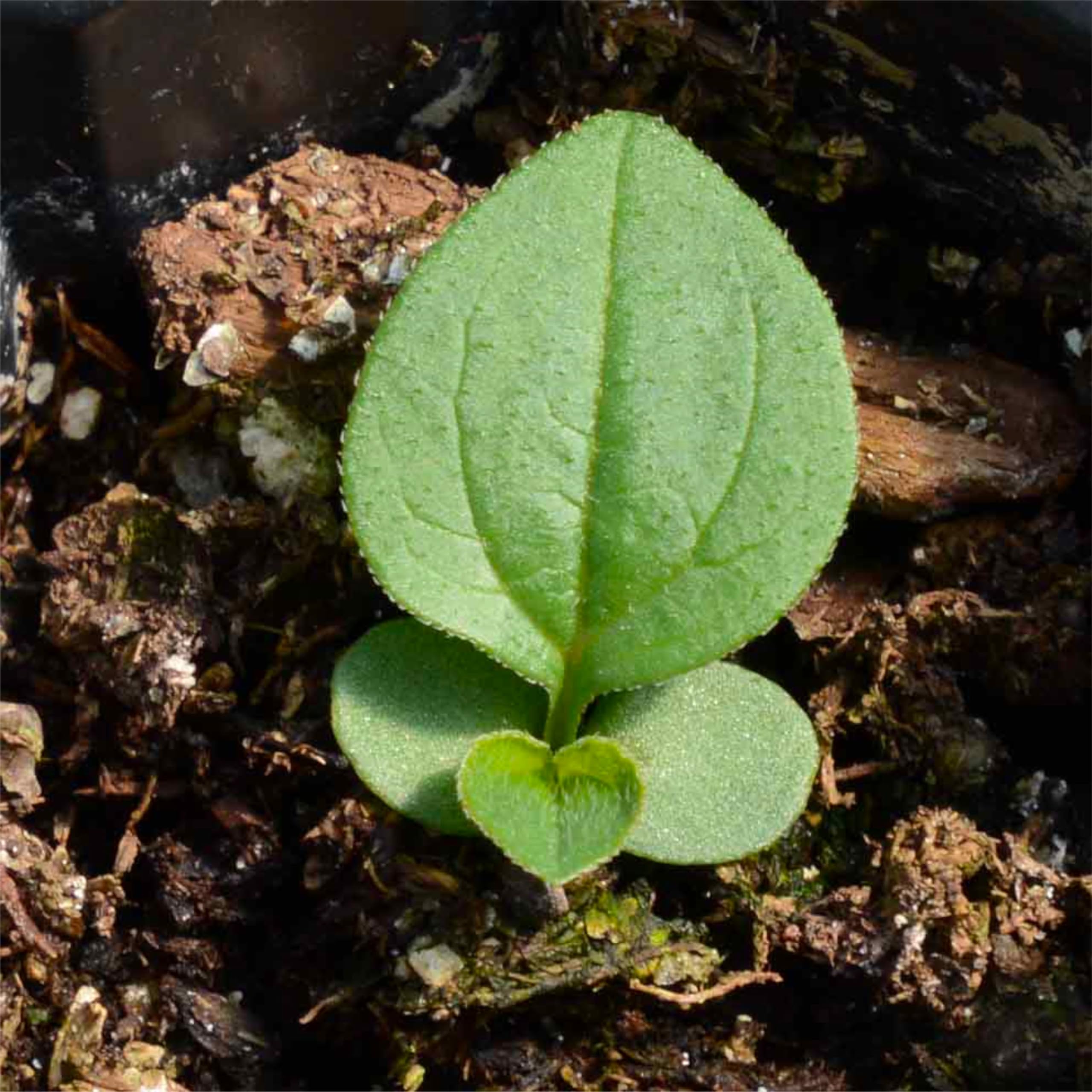 Seed Needs open-pollinated coneflower with heirloom seeds for sustainable gardening.