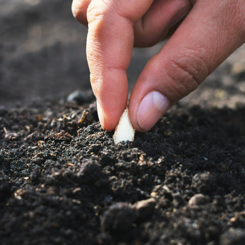 Seed Needs open-pollinated heirloom packaging signals non-GMO assurance for gardeners.