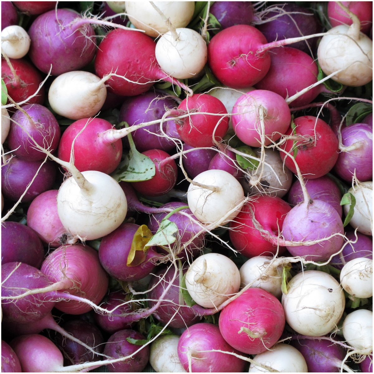 Seed Needs open-pollinated heirloom radish packets offer garden diversity.