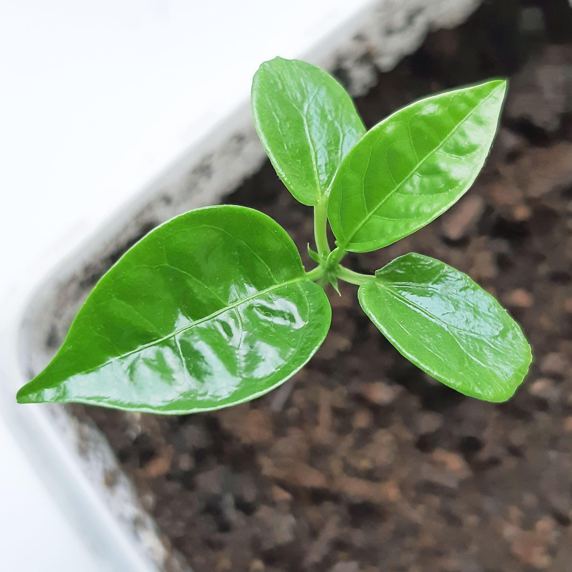 Seed Needs open-pollinated heirloom seed packet emphasizing non-GMO and heritage seeds.