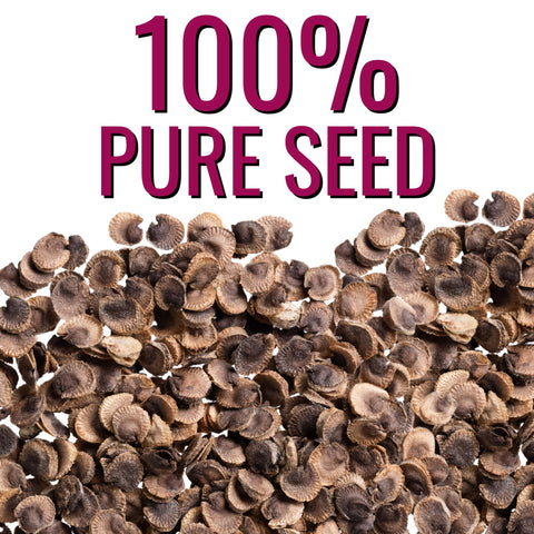 Seed Needs open-pollinated heirloom seeds with non-GMO traits for garden longevity.