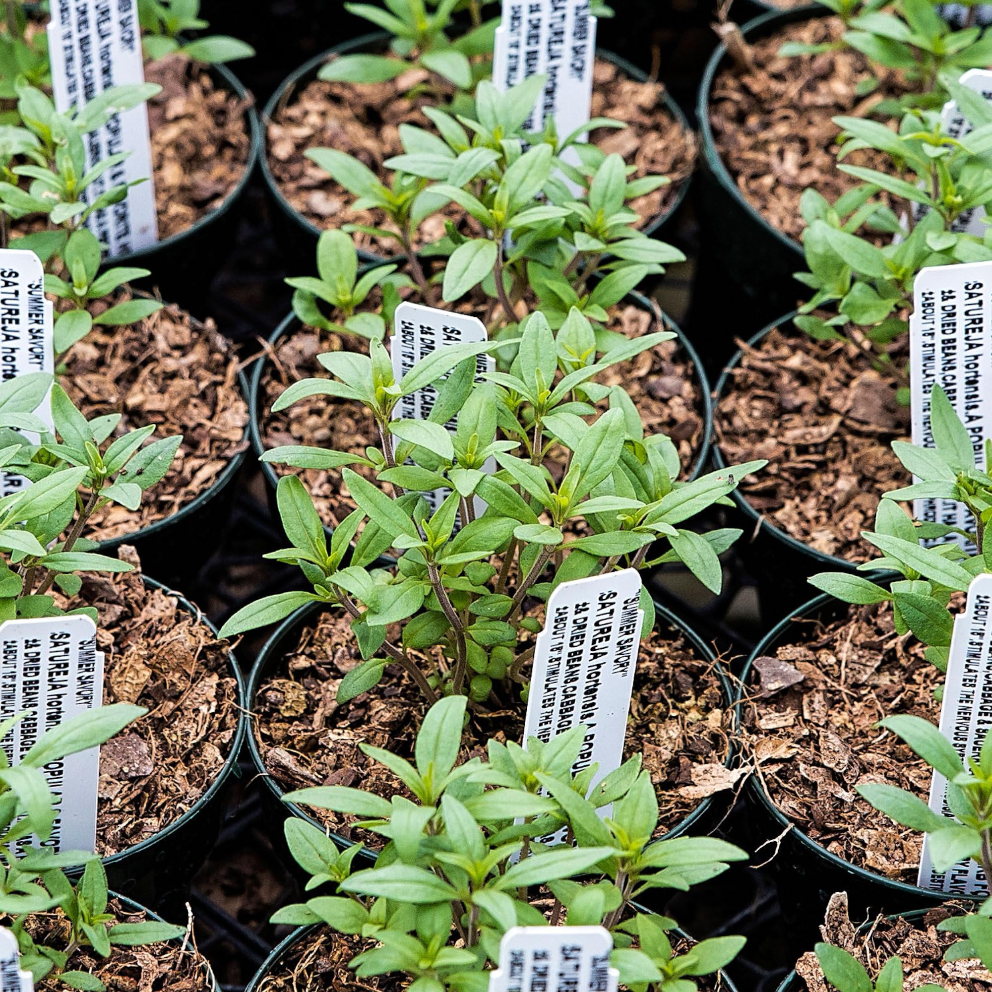 Seed Needs open-pollinated heirloom seeds note graphic emphasizes non-GMO policy