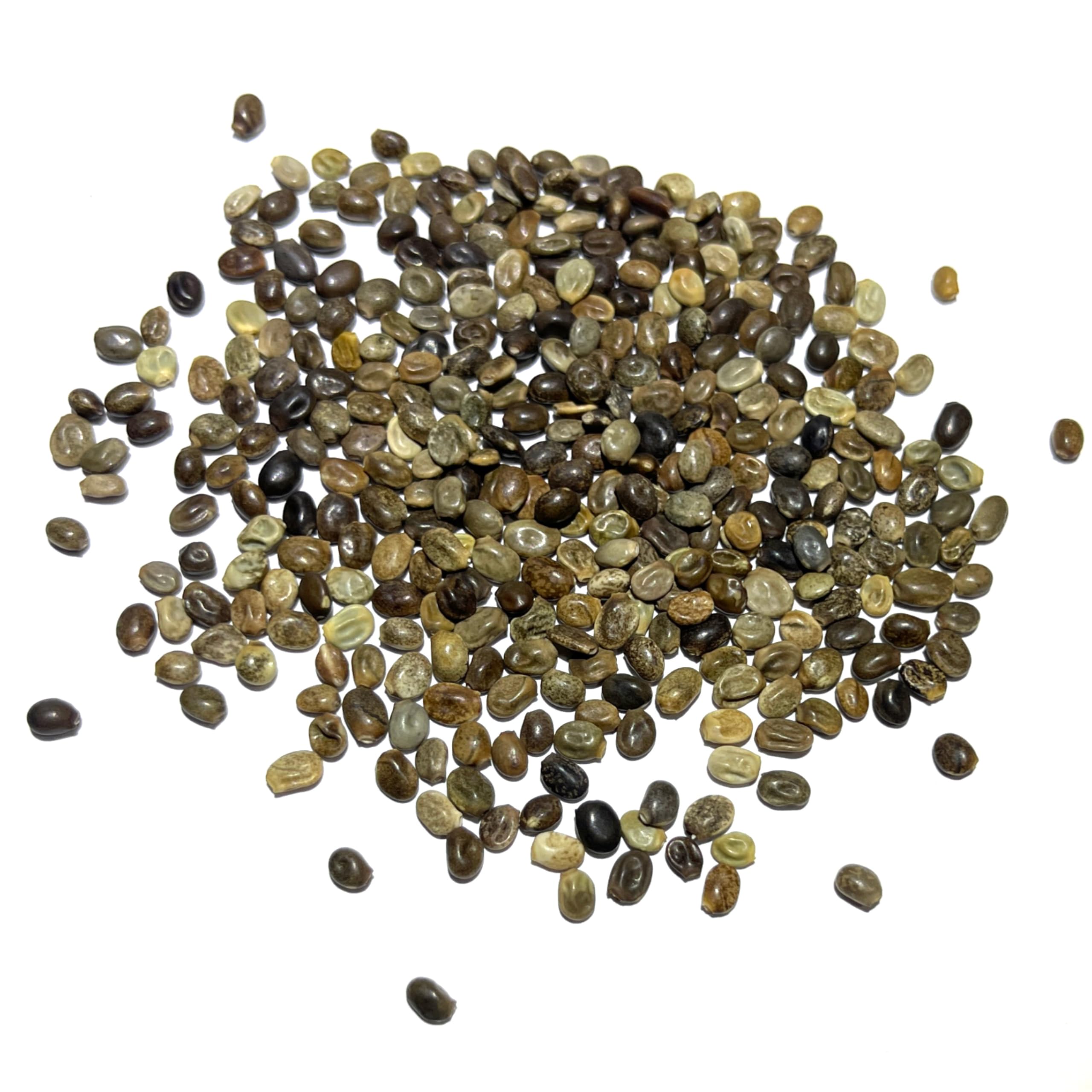 Seed Needs open-pollinated heirloom seeds in illustrated packaging.