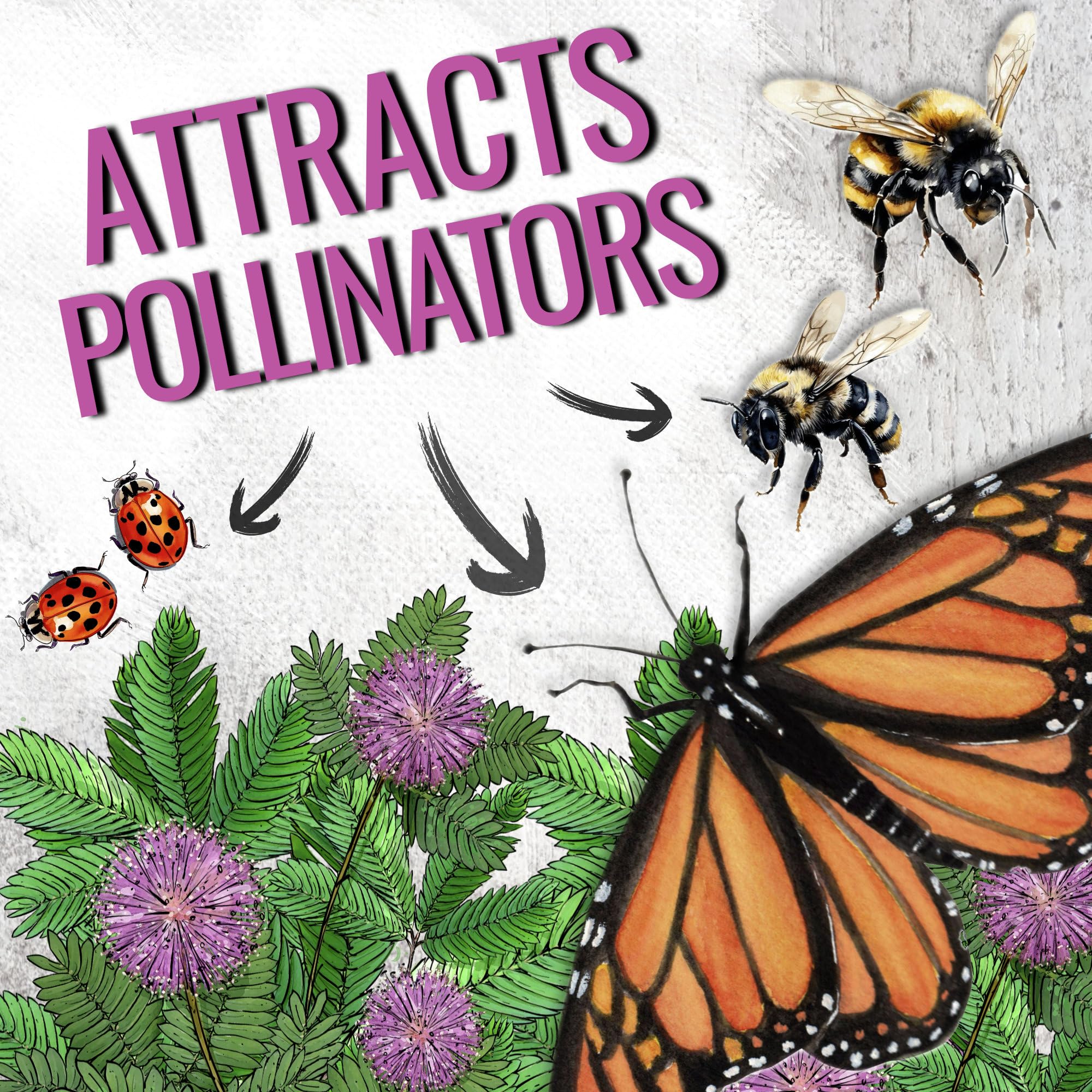 Seed Needs open-pollinated heirloom seeds support non-GMO, sustainable gardening.