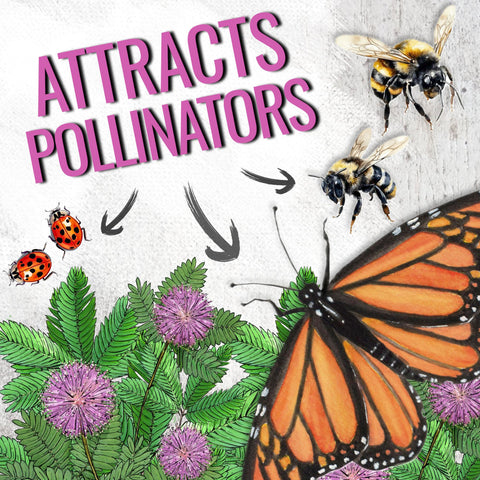 Seed Needs open-pollinated heirloom seeds support non-GMO, sustainable gardening.