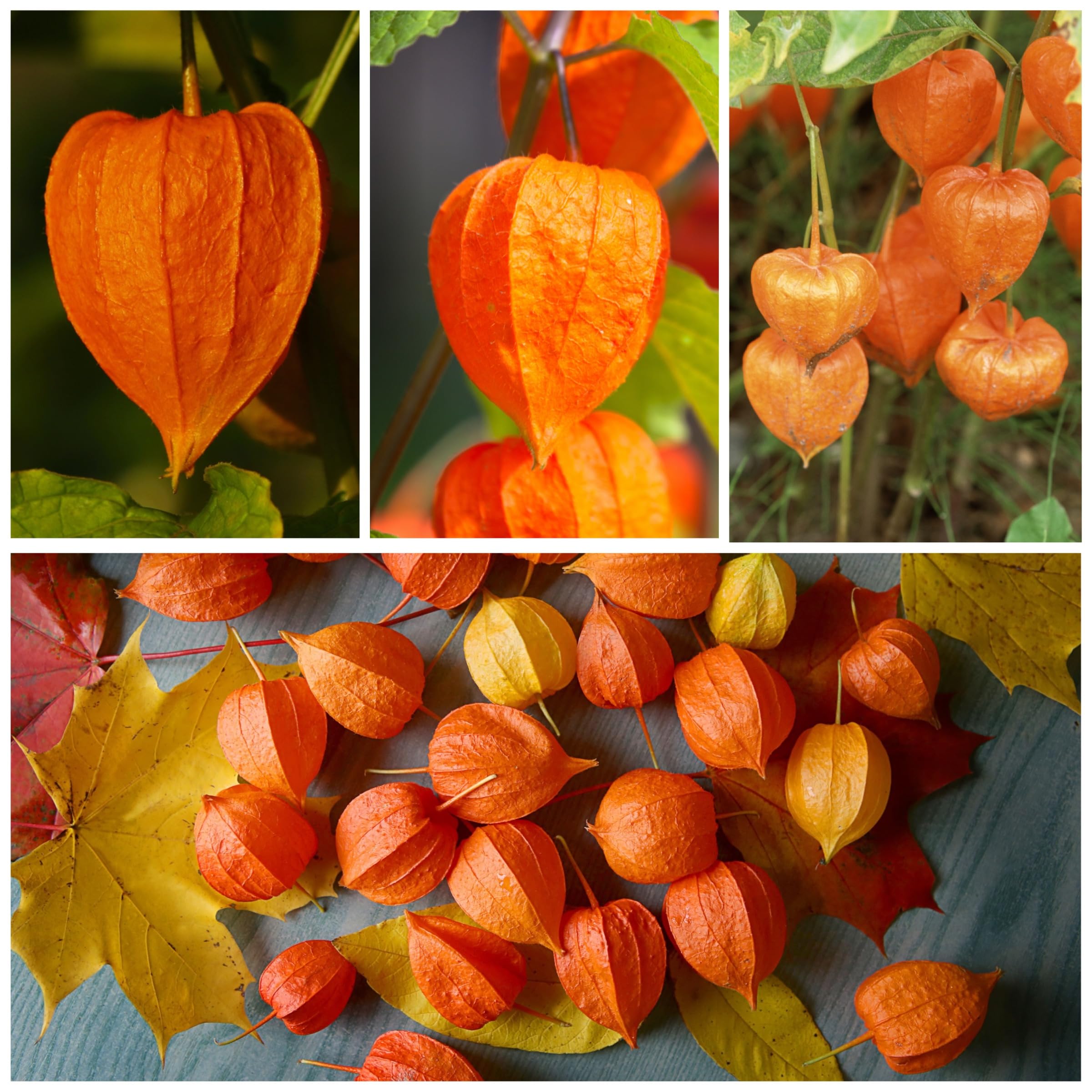 Seed Needs open-pollinated heirloom seeds package for garden variety planting