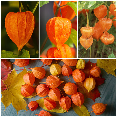 Seed Needs open-pollinated heirloom seeds package for garden variety planting
