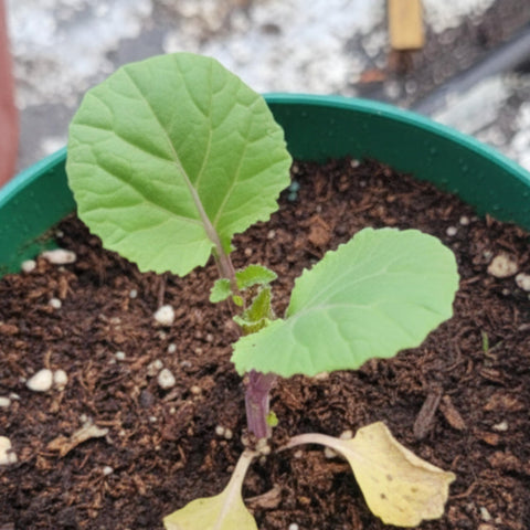 Seed Needs Open-pollinated heirloom seeds emphasize non-GMO choices.