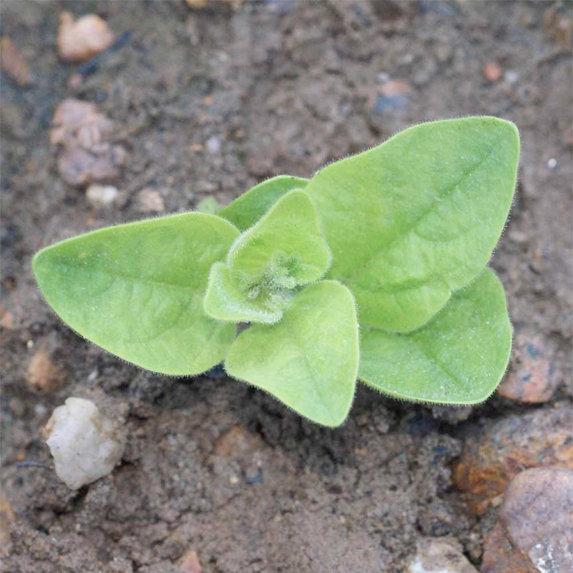 Seed Needs open-pollinated heirloom seeds for garden diversity