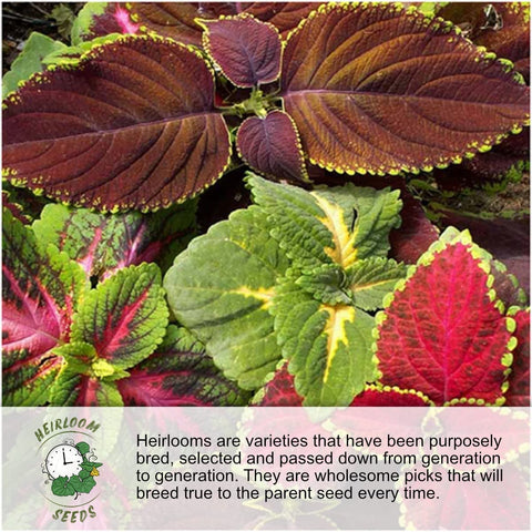 Seed Needs open-pollinated heirloom seeds for diverse garden beds