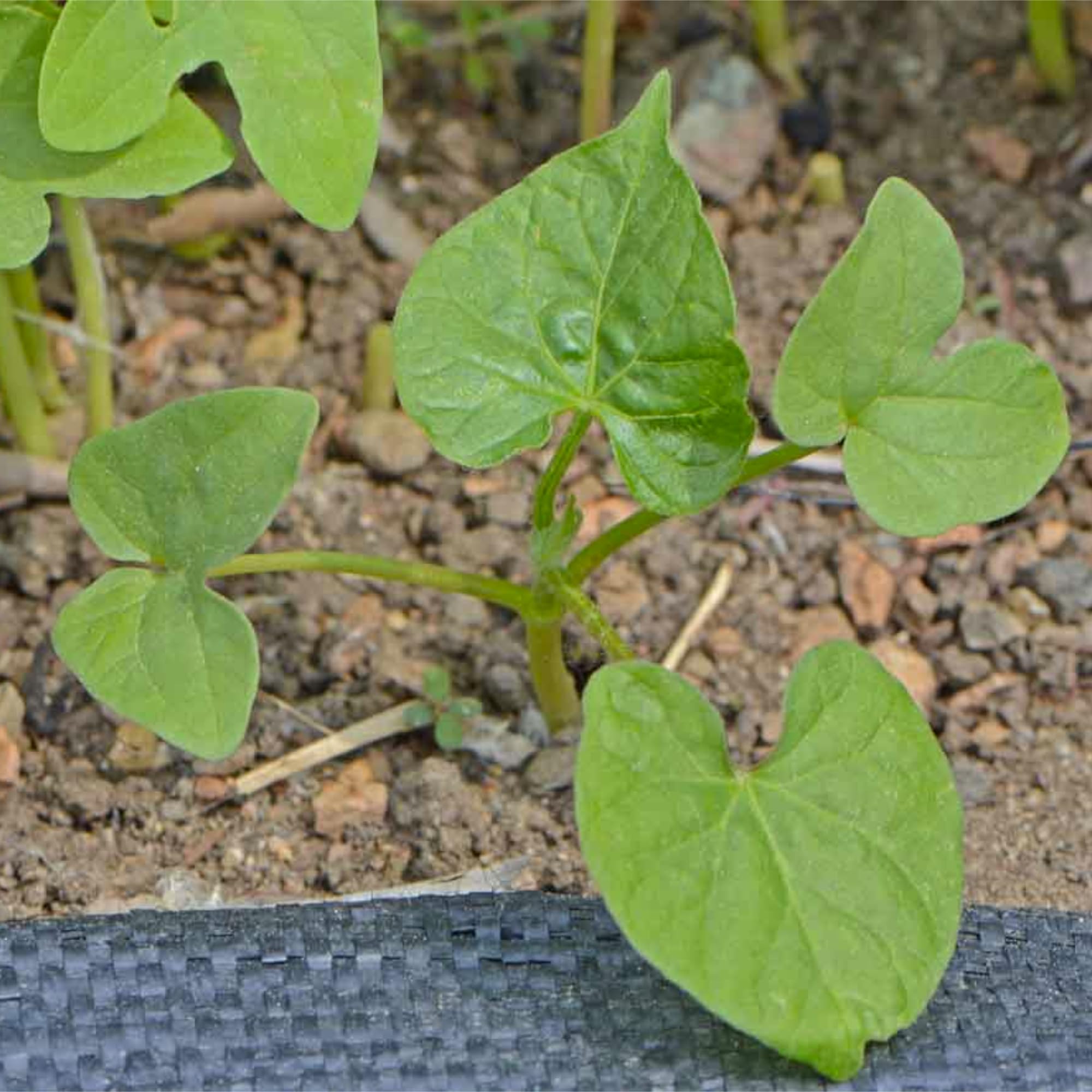 Open-pollinated heirloom seeds from Seed Needs boost garden variety