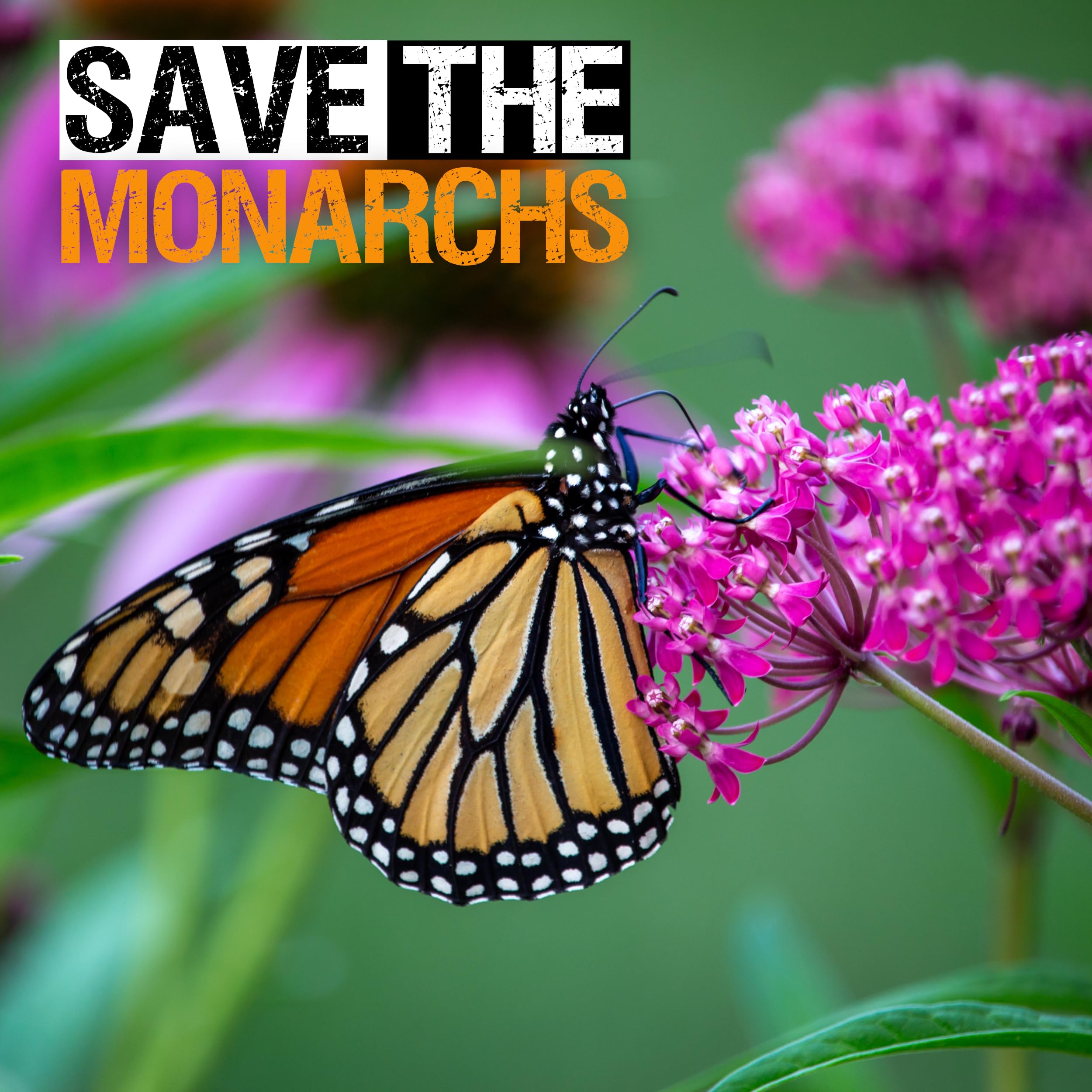 Seed Needs open-pollinated heirloom seeds offer garden biodiversity.