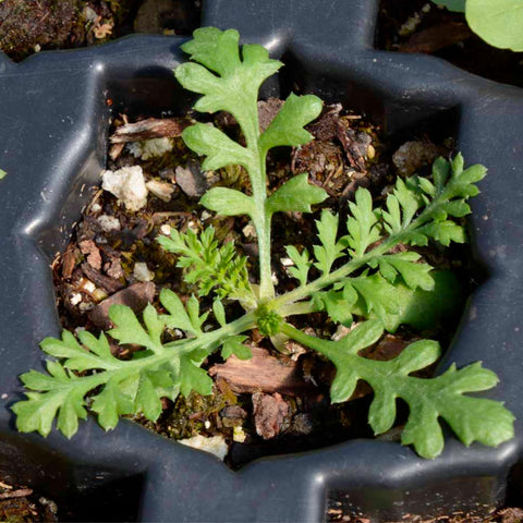 Seed Needs Open-pollinated heirloom seeds – preserves biodiversity and future options.