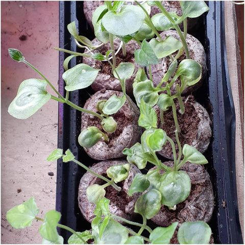 Seed Needs open-pollinated heirloom seeds, great for replanting and sharing.