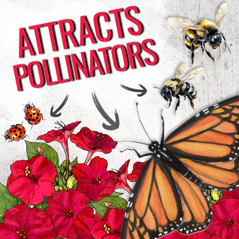 Seed Needs open-pollinated heirloom seeds for garden diversity.