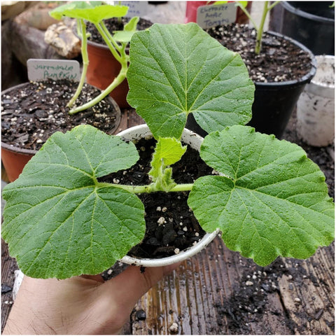 Seed Needs open-pollinated heirloom seeds highlighted for home garden use