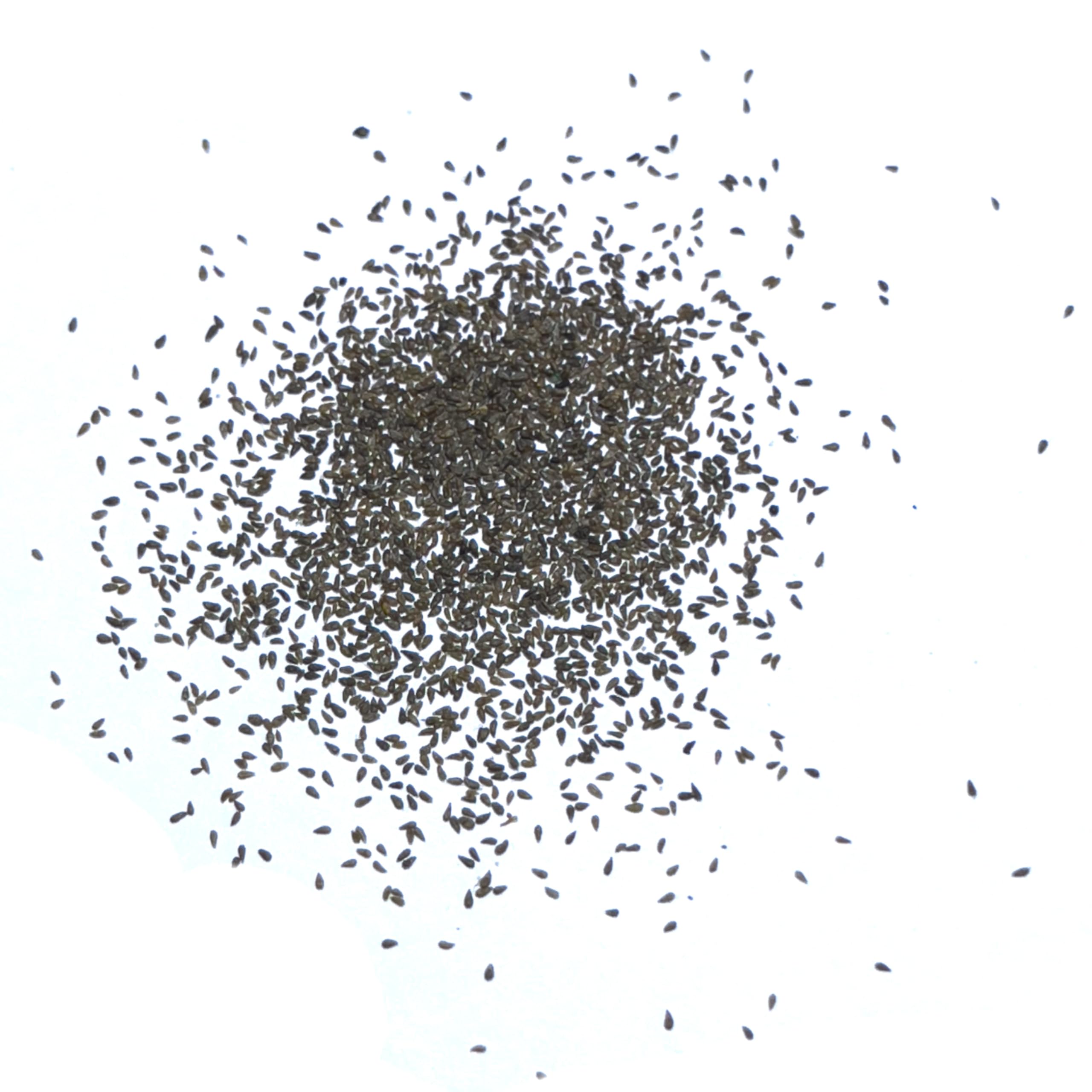 Seed Needs open-pollinated perennial seed supports biodiversity in your garden.