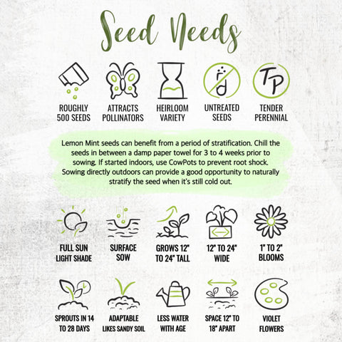 Open-pollinated heritage Seed Needs seed pack for Lemon Mint
