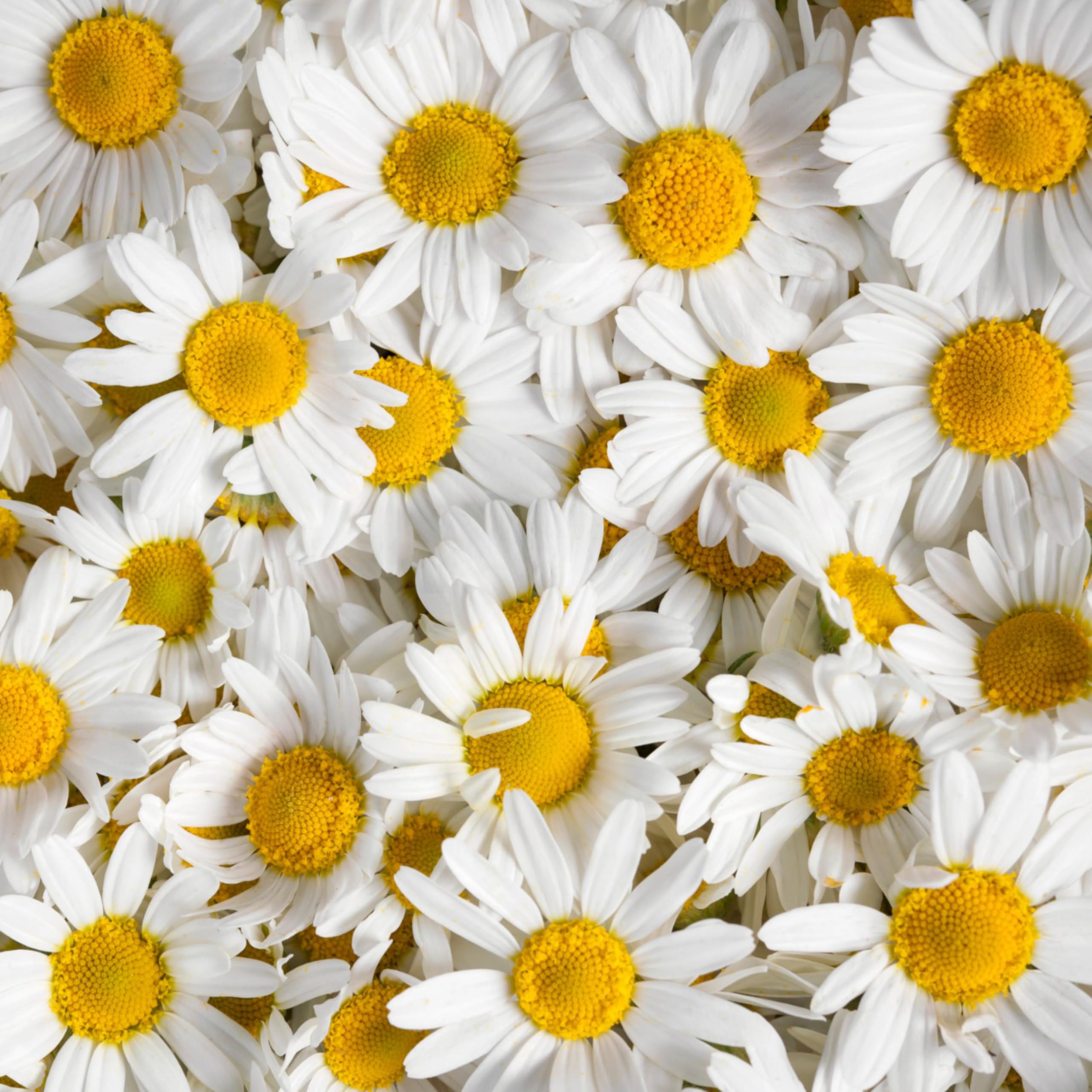 Seed Needs open-pollinated heritage seeds emphasize non-GMO, heirloom variety options.