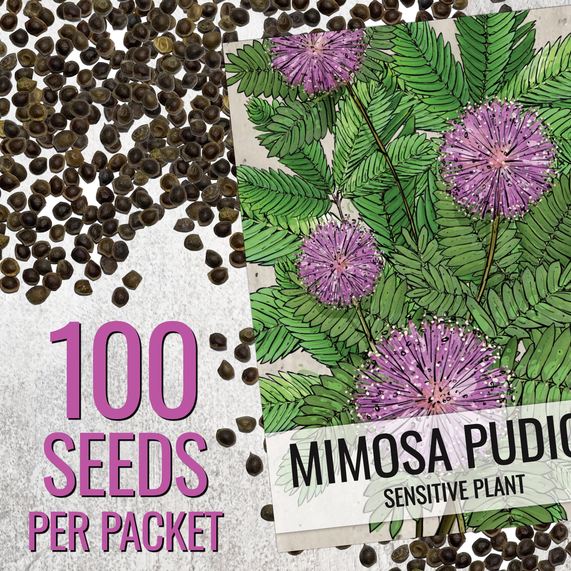 Seed Needs open-pollinated mimosa pudica pack for reliable germination