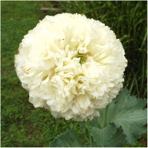 Seed Needs open-pollinated peony poppies flowers add classic charm to beds.