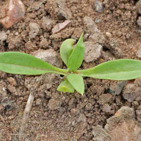 Seed Needs open-pollinated phlox varieties promote sustainable planting with diverse colors.