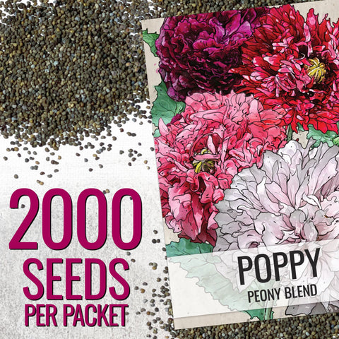 Seed Needs seed packets feature illustrated art and sowing guidance for planning.