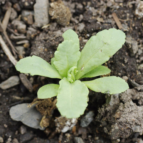 Seed Needs seed packets include sowing guidance and fresh open pollinated seeds.