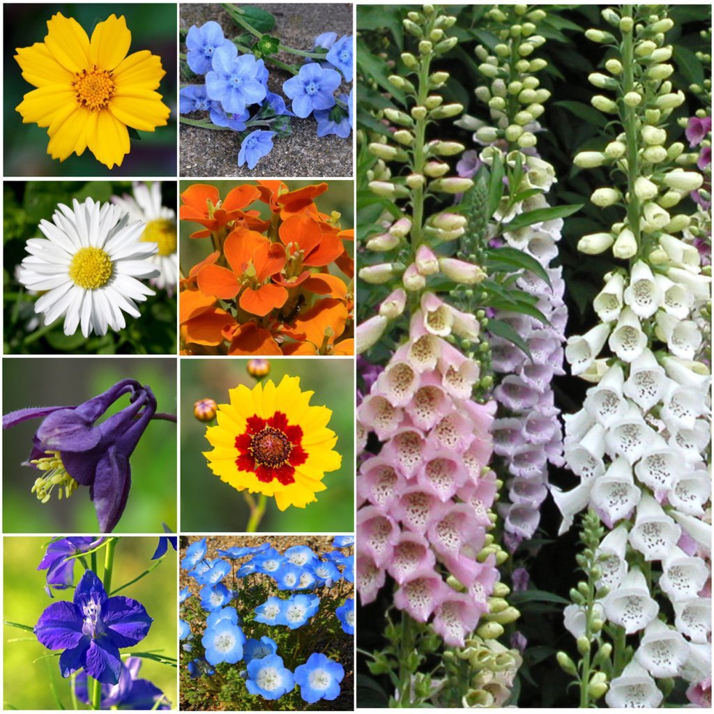 Seed Needs open-pollinated wildflowers 14 varieties for diverse color and textures.