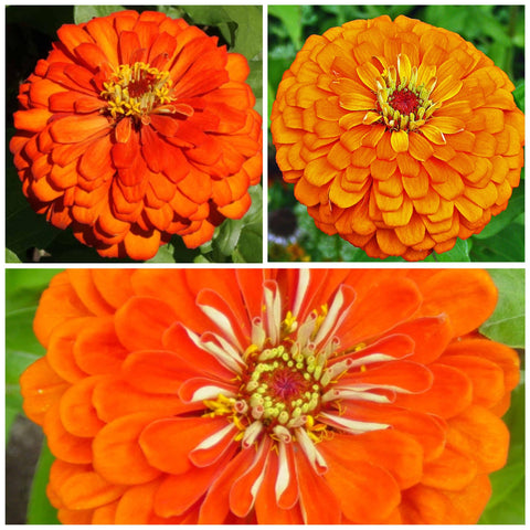 Seed Needs Orange King Zinnia border planting idea for bold garden edges.