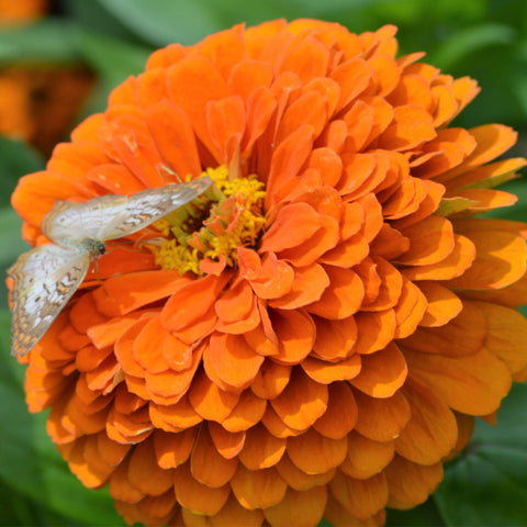 Seed Needs Orange King Zinnia seed packet front with sowing guidance.