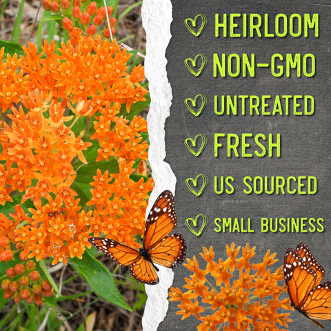 Seed Needs orange milkweed seeds support monarch caterpillars and adult pollinators.