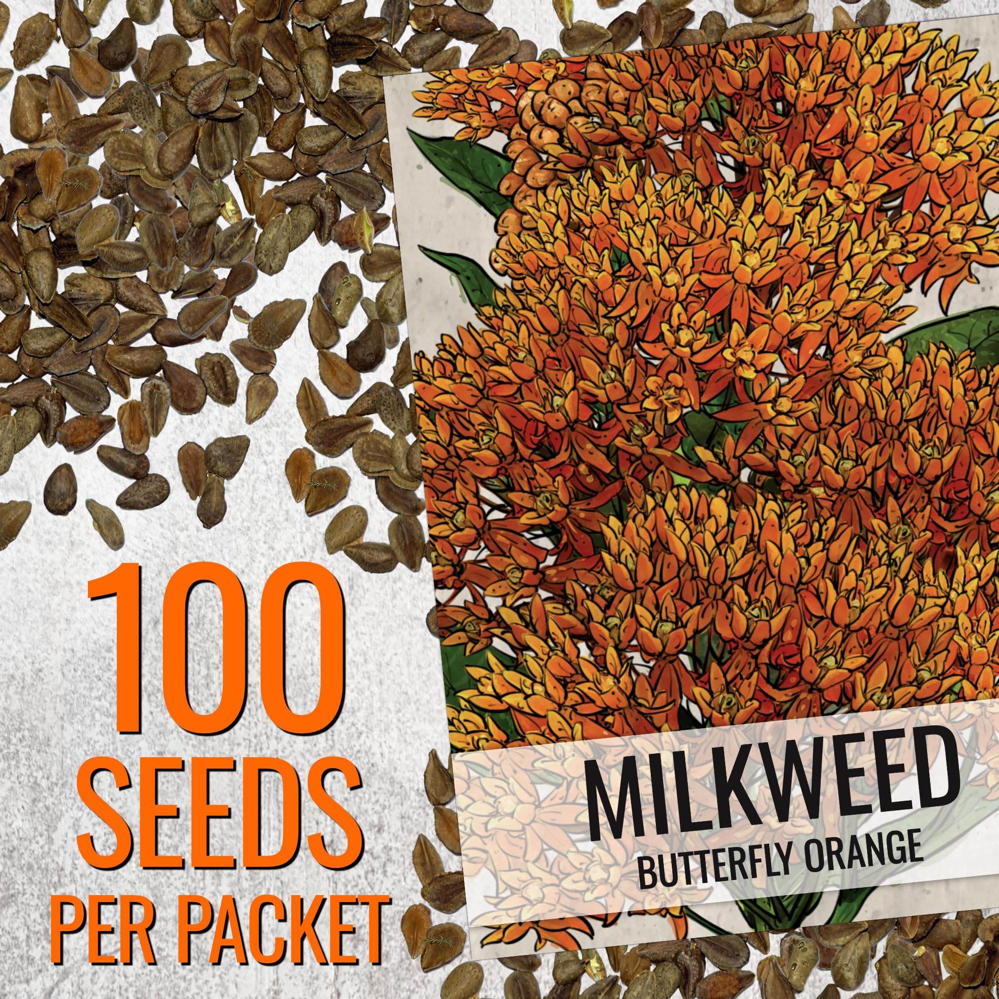 Seed Needs orange milkweed plants reach 1-3 feet tall, forming neat clumps.
