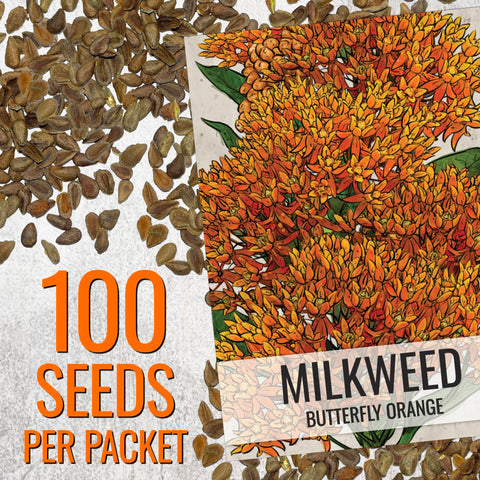 Seed Needs orange milkweed plants reach 1-3 feet tall, forming neat clumps.