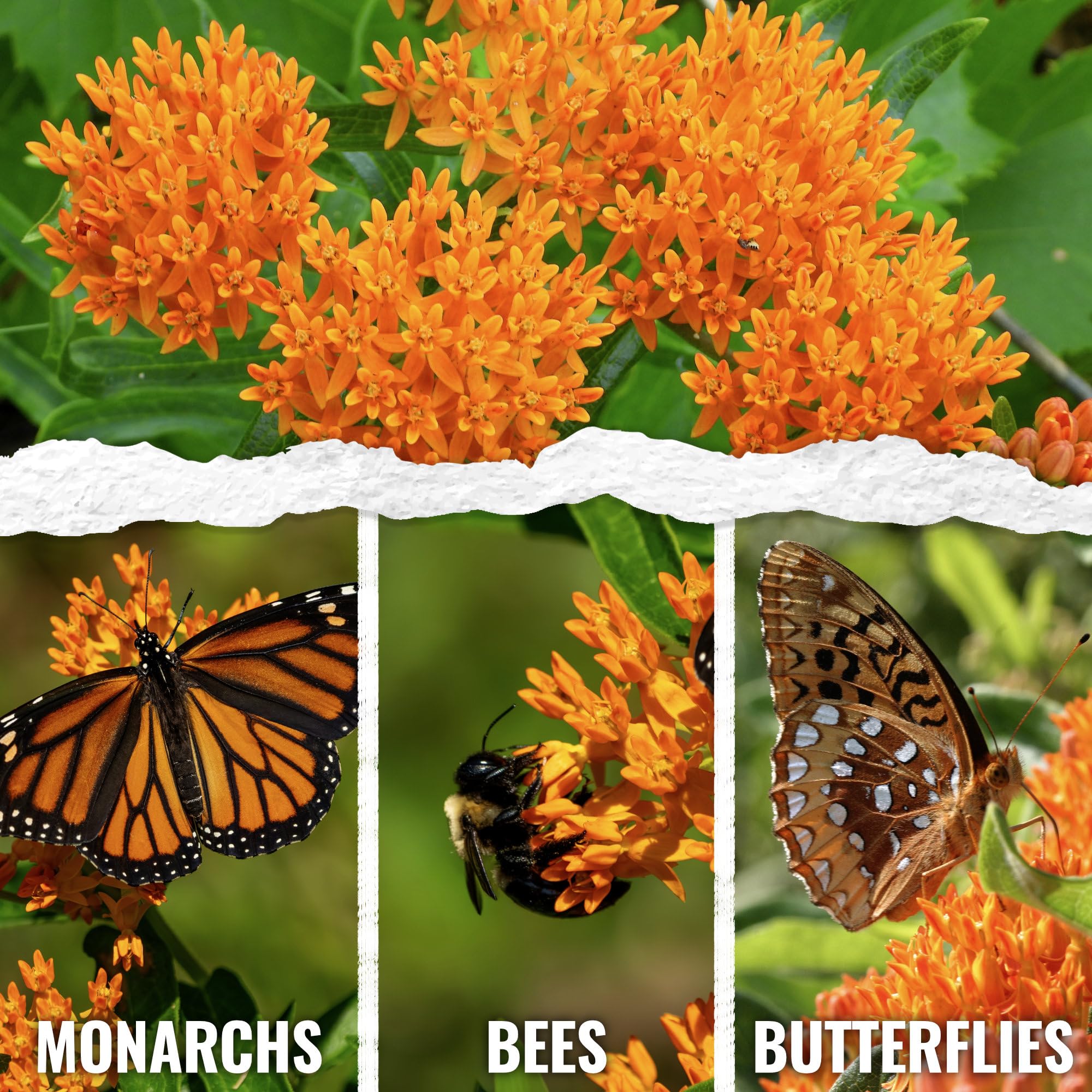Seed Needs orange milkweed seed packet illustration guides sowing with clear instructions.