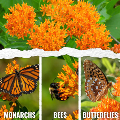 Seed Needs orange milkweed seed packet illustration guides sowing with clear instructions.