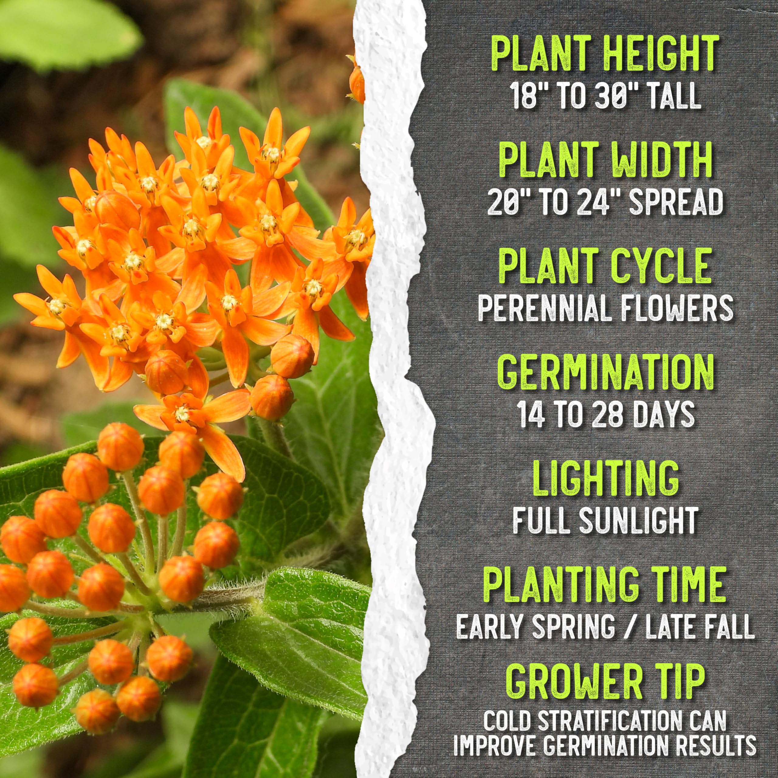 Seed Needs Orange Milkweed heritage seeds for traditional gardening