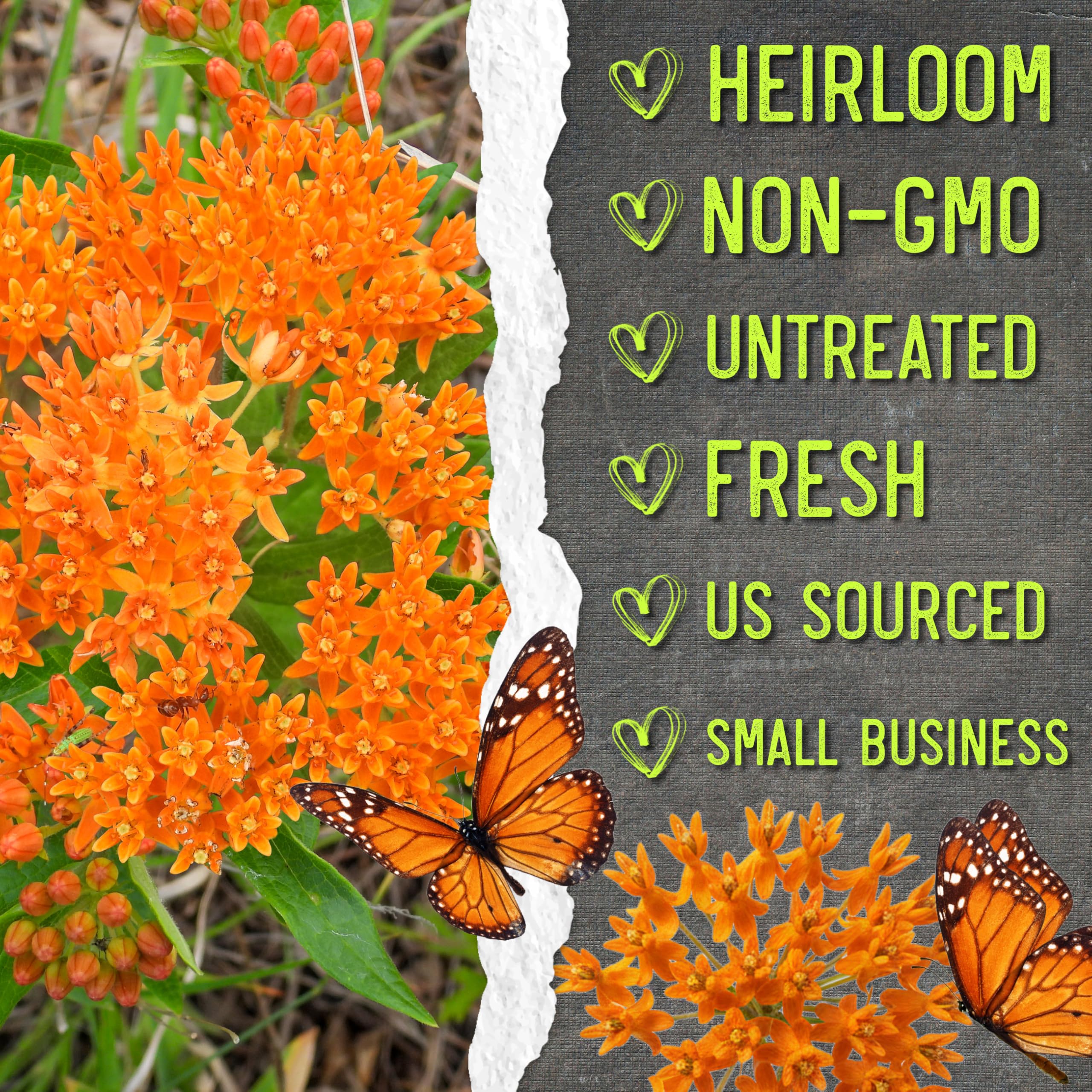 Seed Needs Orange Milkweed open-pollinated heirloom seeds for diversity