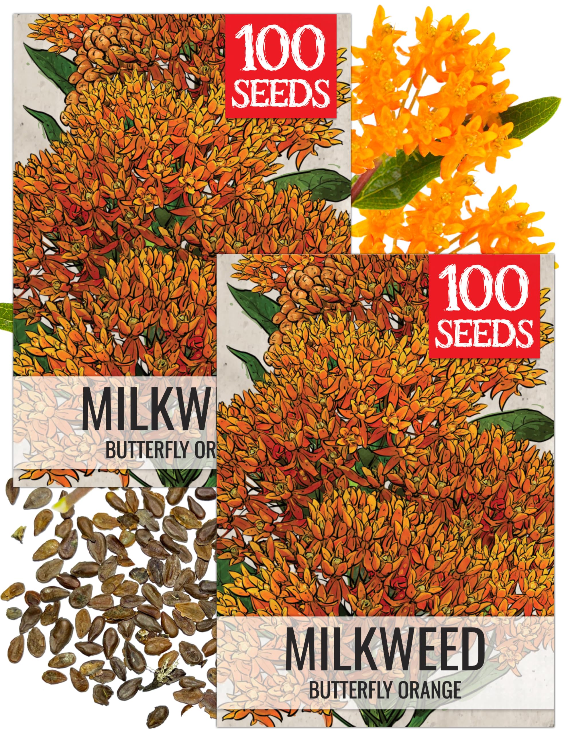 Seed Needs orange milkweed seeds packaging ready for sowing in monarch gardens.