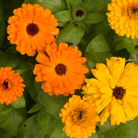 Seed Needs Pacific Beauty Mix flowers draw bees and butterflies to your garden.
